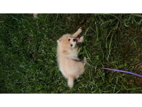 8 aylık pomeranian