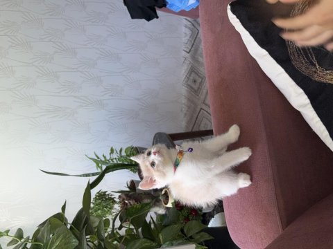 20 günlük scottish fold yavrular rezerve
