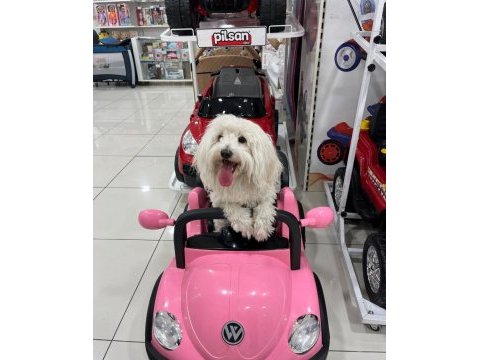 Maltese terrier 1 yaşında