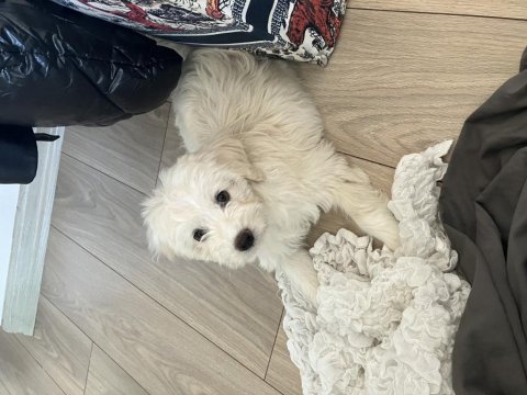 1 yaşında dişi köpeğimiz