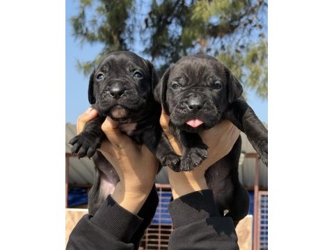 Cane corsa alan koruma köpeği yavruları 