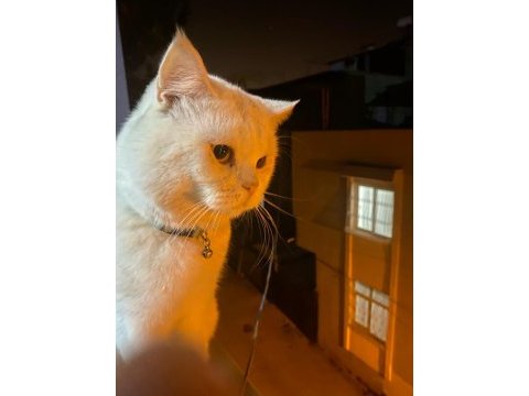 British shorthair 1 yaşında