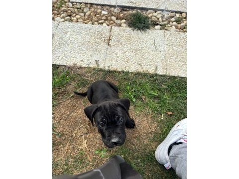 Cane corso safkan yavru