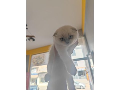 Safkan scottish blue fold