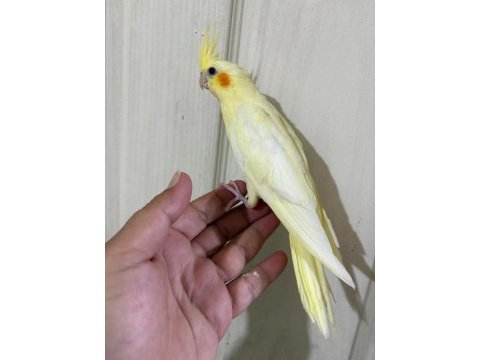 47 günlük kusursuz lutino bebek sultan papağanı