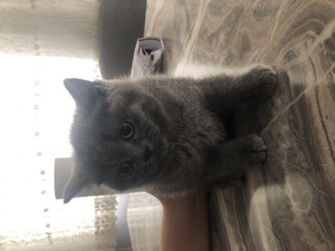 3 güzel british shorthair kızım yeni sahiplerini arıyor