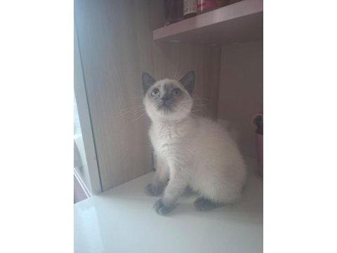 4 aylık dişi british shorthair