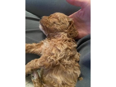 6 aylık toy poodle