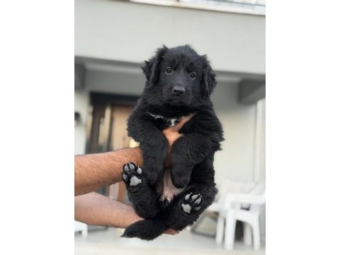 Safkan şecereli alman kurdu yavrular