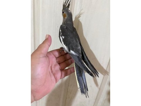 54 günlük kusursuz grey bebek sultan papağanı