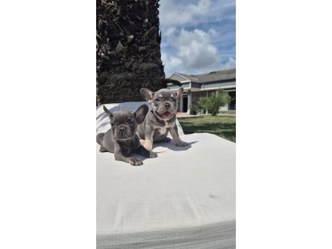 French bulldog yavruları istanbul