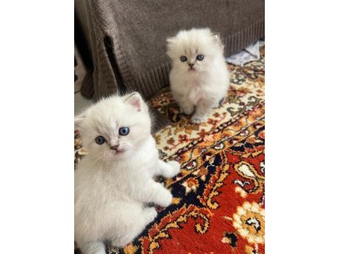 Pofuduk dişi ve erkek mavi gözlü bebek kediler