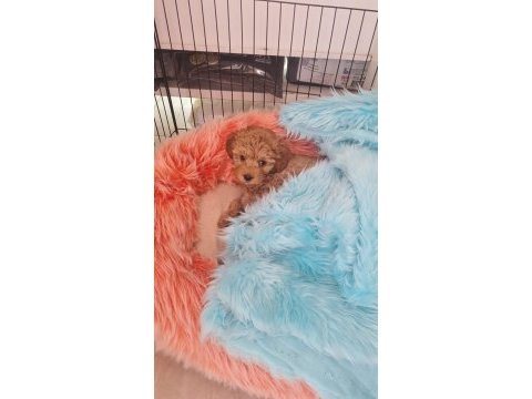 Kıvır kıvır toy poodle