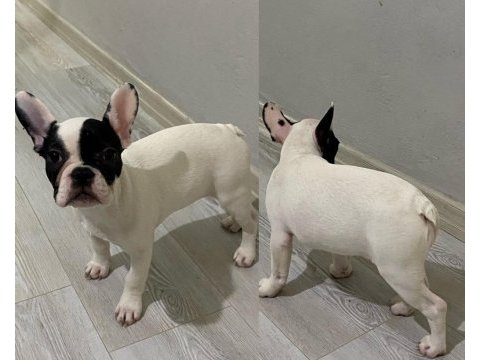 3 aylık safkan french bulldog bebekler