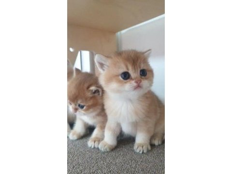Muhteşem güzellikte golden shorthair yavrular