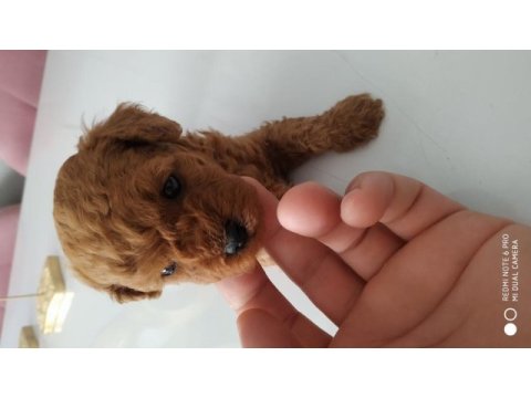 Toy poodle kore mini boy