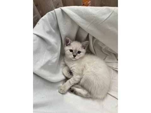 2aylık pamuğum (dişi) oyuncu yavru kedi
