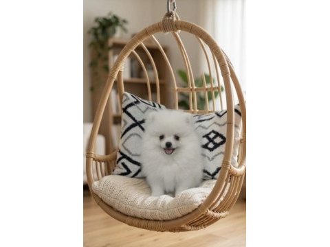 Teacup kar beyaz pomeranian dişi