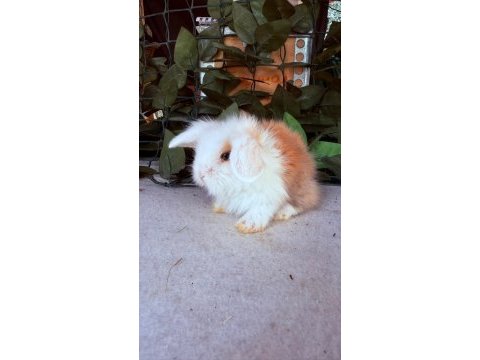 Safkan hollanda teddy lop yavru tavşan