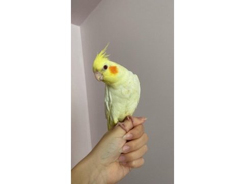 El besleme lutino sultan papağanı