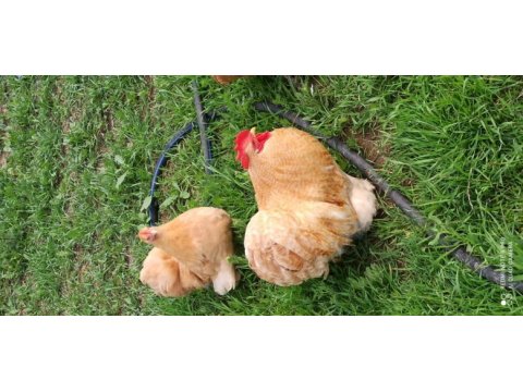 Buff coco cüce cochin tavuk kuluçkalık yumurta ve civciv