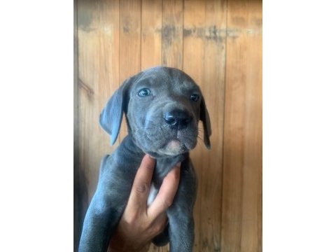 Dev panter dişi cane corso yavrular