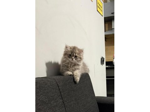 Dünya tatlısı british longhair yavru