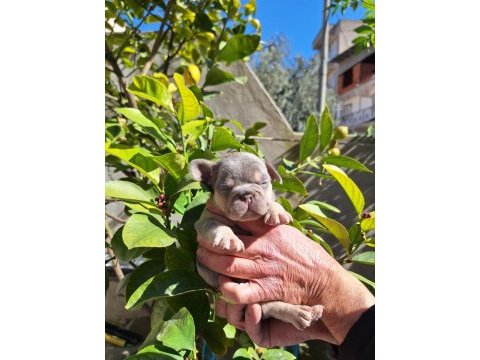 Lilac tan erkek french bulldog
