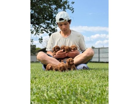 Toy poodle ırk ve sağlık garantili