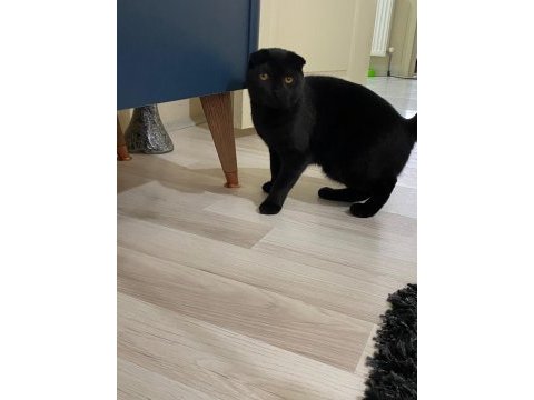 Scottish fold yavru çok güzel akıllı