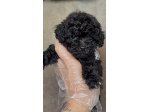 Dunya tatlısı poodle minikler
