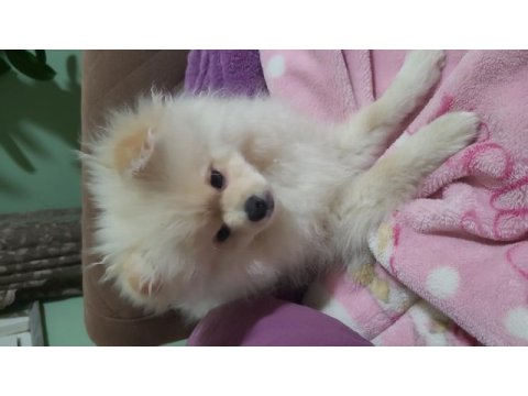 Pomeranian boo 4,5 aylık