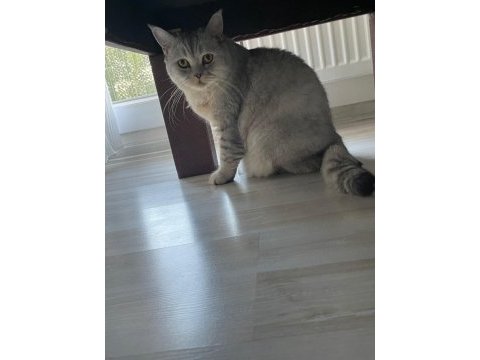 Çok akıllı uysal british shorthair oğlumuza yuva arıyoruz