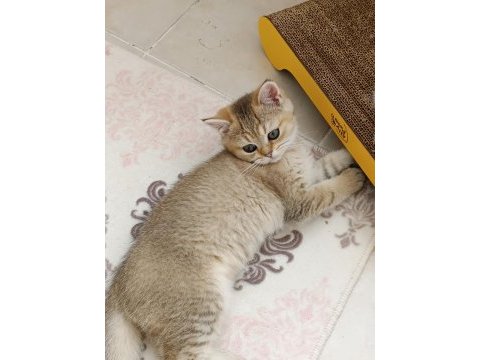 British shorthair ny 11 golden