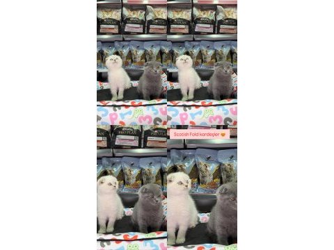 Scottish fold kardeşler