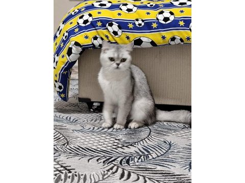 Minik kedilere güzel aile arıyoruz