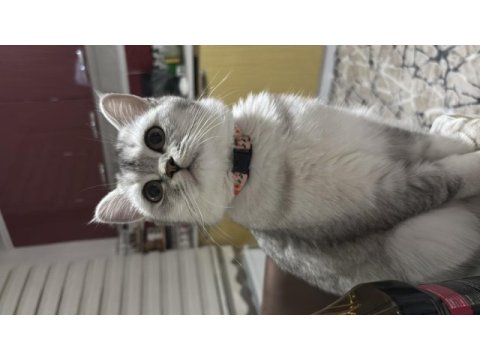 Kedilerimiz 7 aylıktır