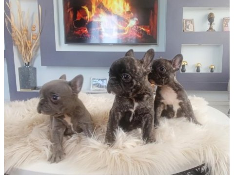 Uygun mükemmel üst düzey kalite anatomi french bulldog