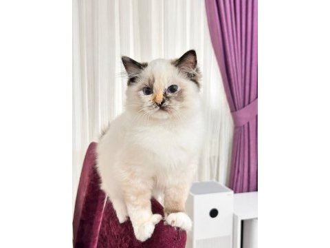 Türkiye tek seal tortie ragdoll bebekleri