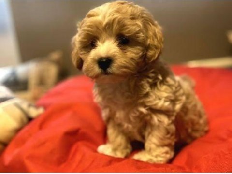 Orjinal kore kan maltipoo yavrularımız