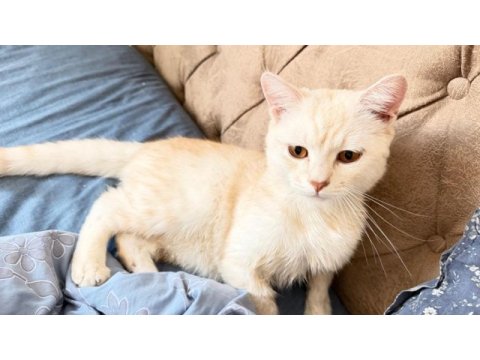 Boncuk gözlü british shorthair evlat