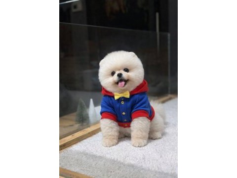 Özel kalite pomeranian yavrumuz