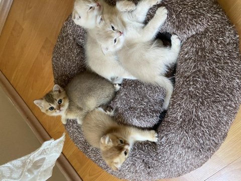 Scottish fold kediler 55 günlük oldular