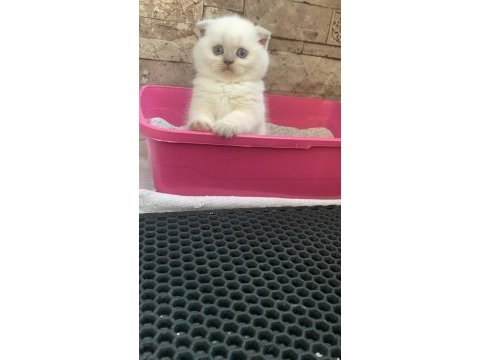 Ayı surat blue point scottish fold