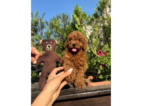 Safkan orjinal kore kurabiye poodle yavruları