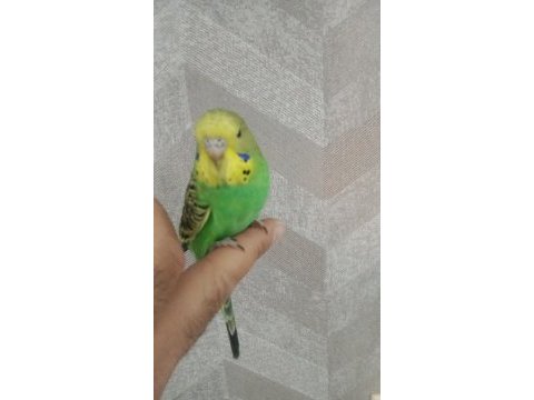 Yavru kuşlarım
