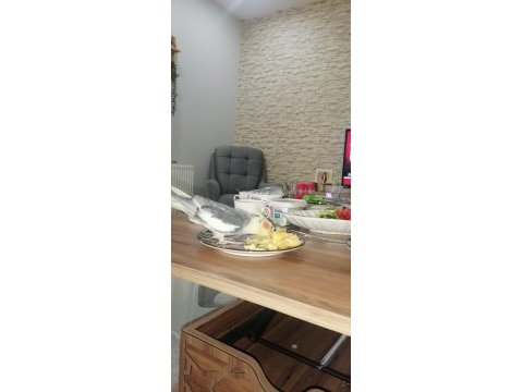 Sağlıklı ev beslemesi sultan papağanım