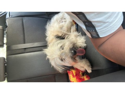 2 yaşında terrier bej ücretsiz sahiplendirilecektir