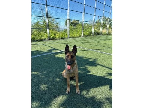 Safkan belçika kurdu malinois