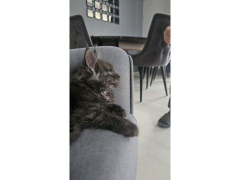 Safkan maine coon yavruları
